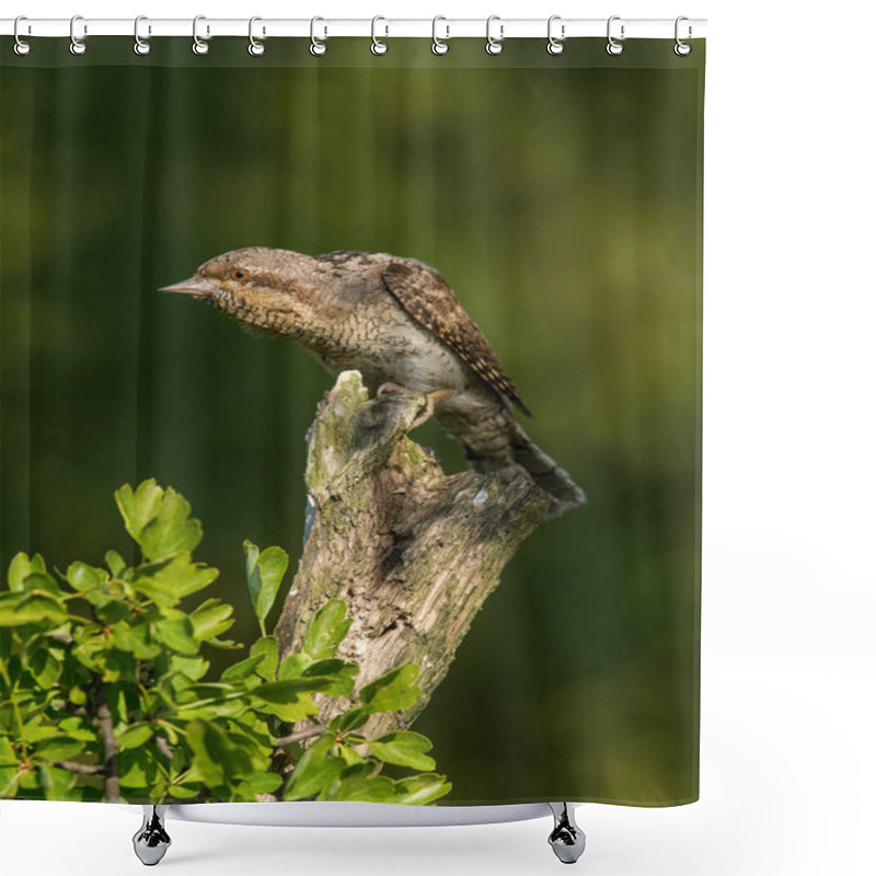 Personality  Eurasian Wryneck, Jynx Torquilla Is Perched On The Top Of The Stick In The Nice Green Background, It Is Near His Nest During Their Nesting Season, Golden Light Picture, Czech Republic Shower Curtains