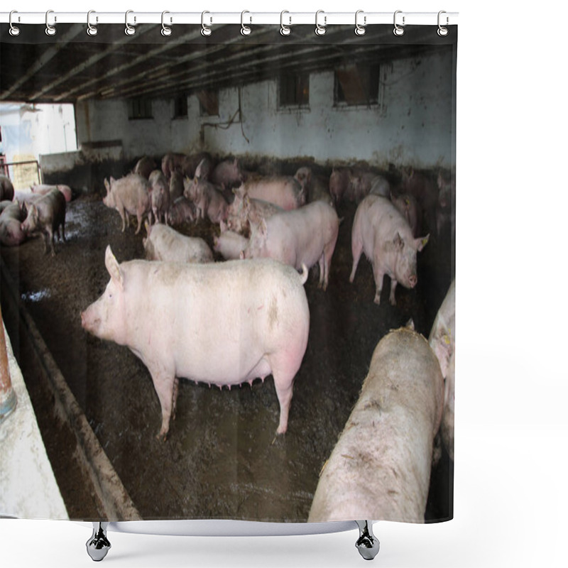 Personality  Group Ofmighty  Pregnant Sows Laying On Fresh Hay In The Barn Shower Curtains