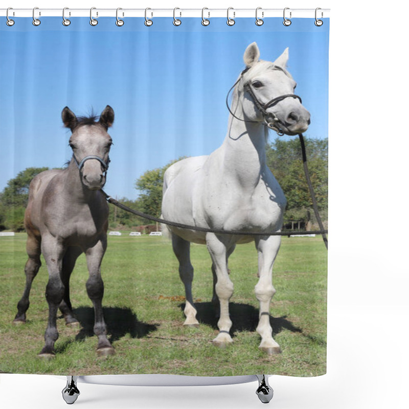 Personality  Young Mare And His Foal Show Off Their Skills On A Beautiful Summer Day, Equestrian Atmosphere Shower Curtains