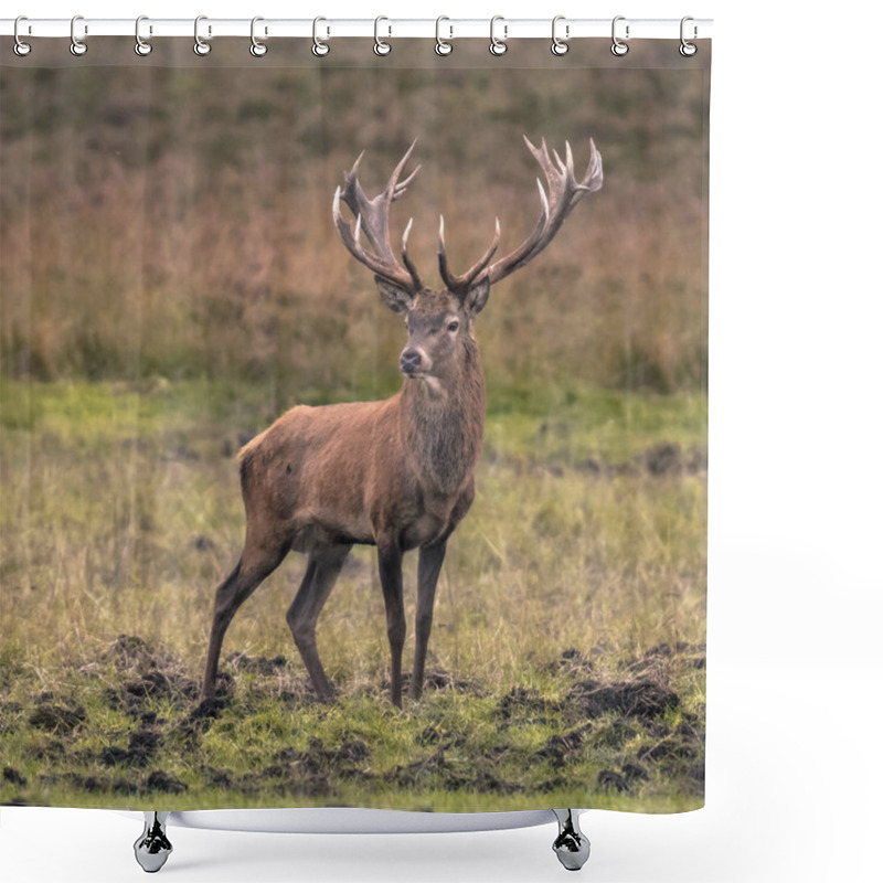 Personality  Strong Male Red Deer (Cervus Elaphus) In Grass Field At Sunset Shower Curtains