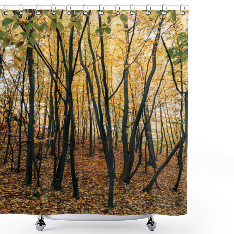 Personality  Yellow Fallen Leaves On Ground Near Trees In Forest  Shower Curtains