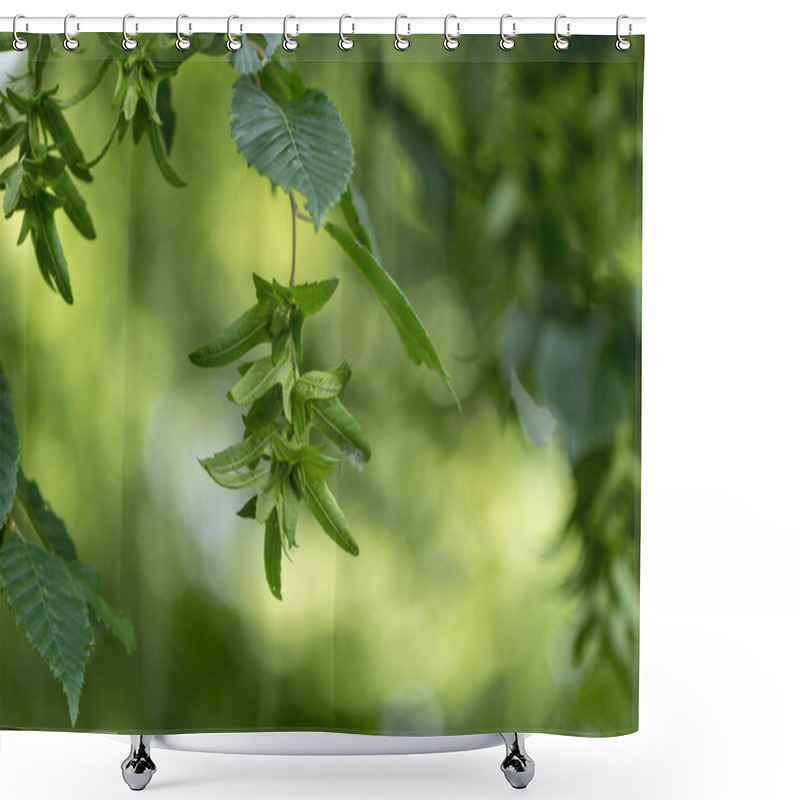 Personality  Beech Tree  In Summer In Front Of  Green Blurred Background With Immature Beechnuts Shower Curtains