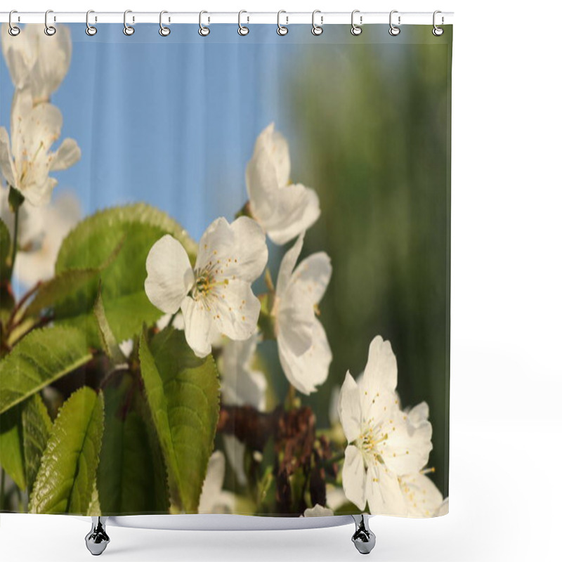 Personality  A Blossom Of Plum On Plum Tree With Sky And Other Tree. Photo Is In Daily Light With Sunshine. Spring And Summer Is Here Shower Curtains