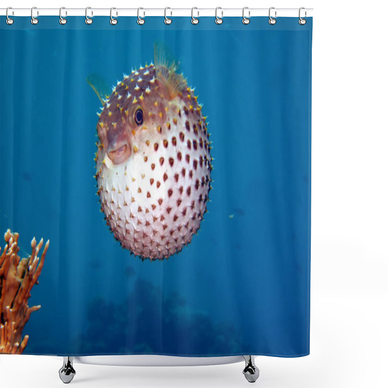 Personality  Yellowspotted Burrfish Shower Curtains