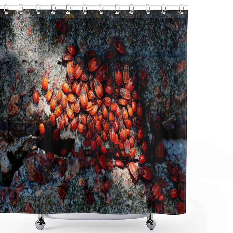 Personality  Top View Of Many Red Firebugs On Concrete Surface Shower Curtains