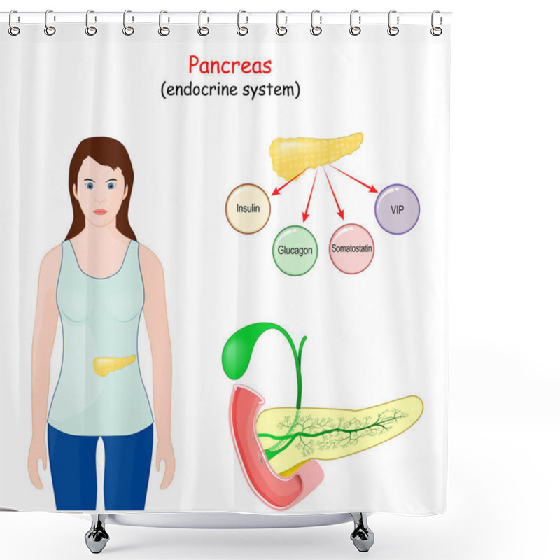 Personality  Pancreas. Digestive Organ, And Part Of An Endocrine System. Structure, Location, And Function Of The Pancreas. Woman With Highlight Of The Pancreas Gland Shower Curtains