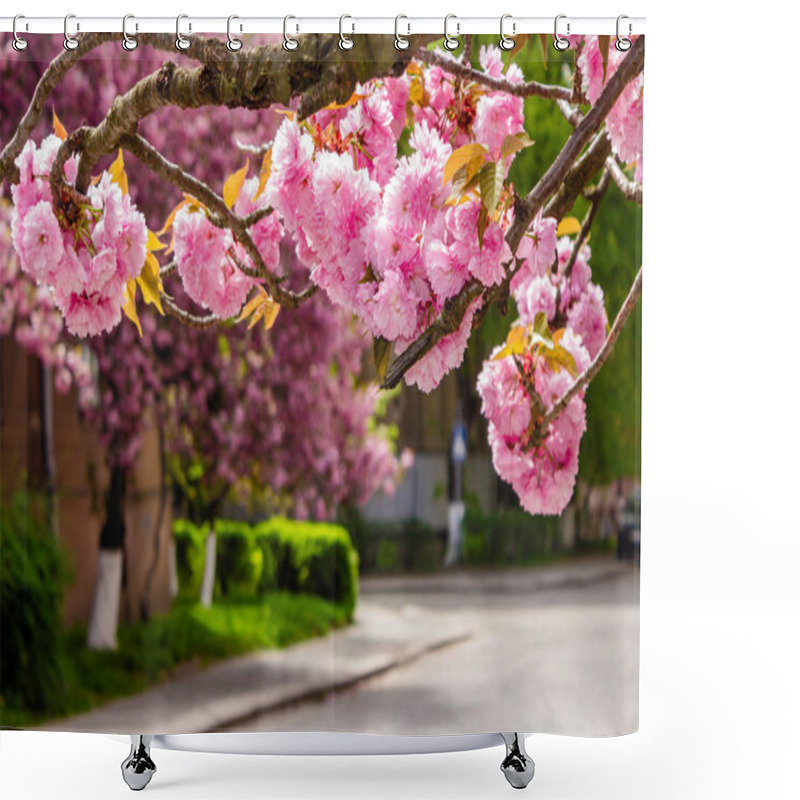 Personality  Pink Sakura Blossom On Street Shower Curtains