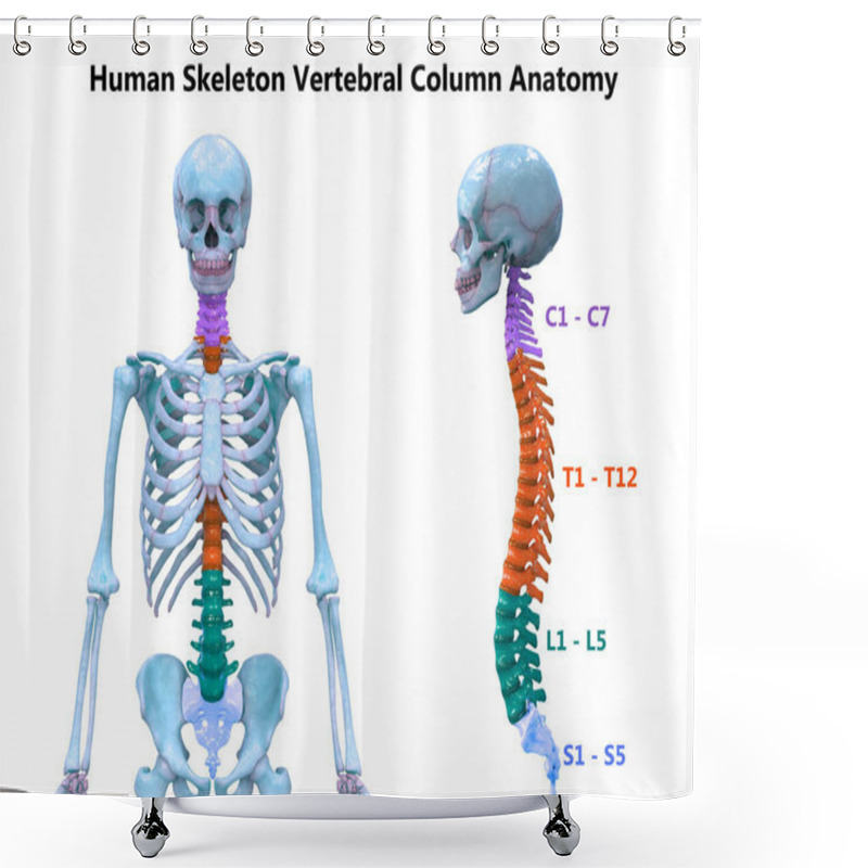 Personality  Vertebral Column Of Human Skeleton System Anatomy. 3D Shower Curtains