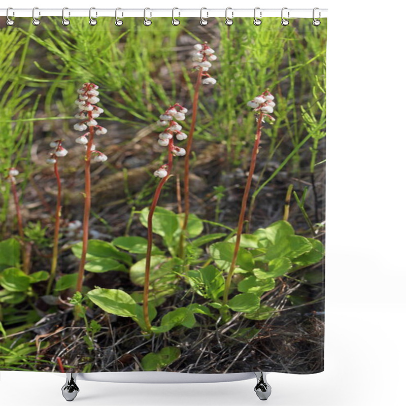 Personality  Pyrola Minor. A Plant With White Flowers In The Summer In Siberi Shower Curtains