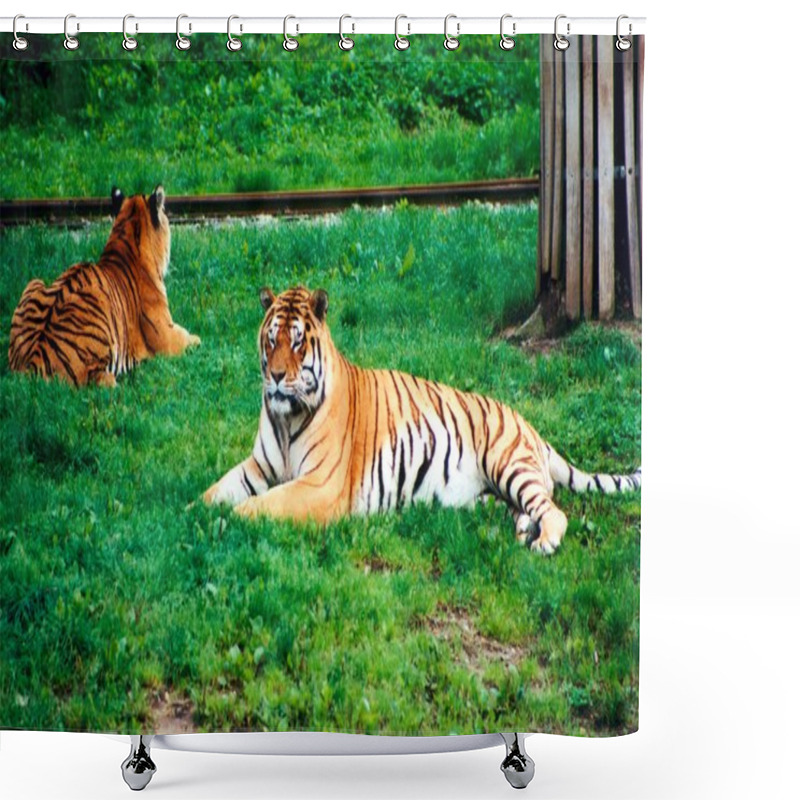 Personality  Tigers Shower Curtains