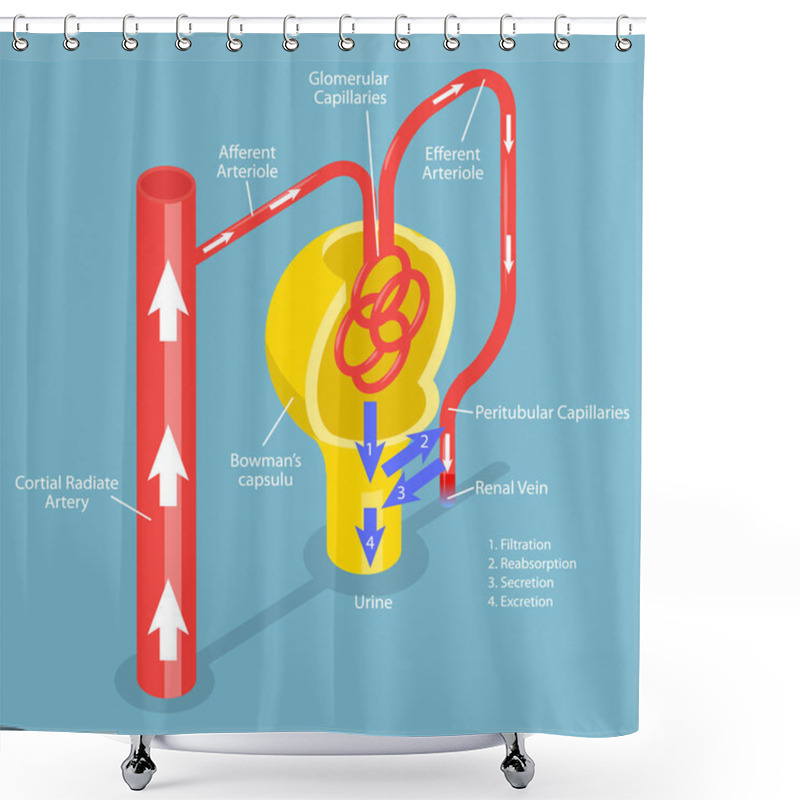 Personality  3D Isometric Flat Vector Conceptual Illustration Of Formation Of Urine, Educational Diagram Shower Curtains