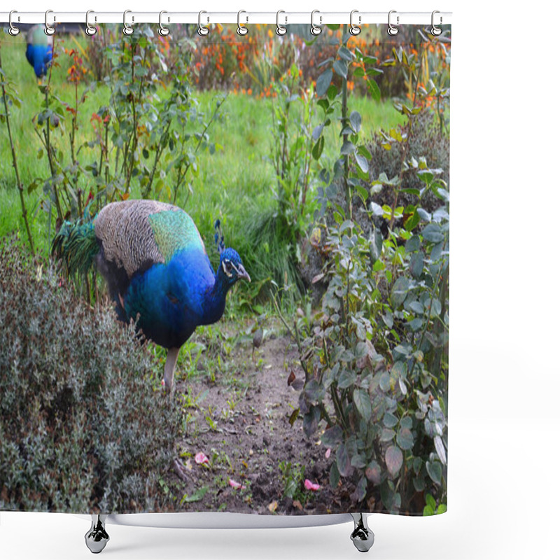 Personality  Peacock, Ascania, Indian Peafowl, Garden Shower Curtains