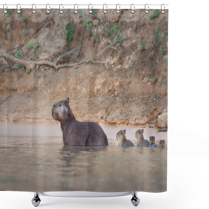 Personality  Close-up Of A Family Of Capybaras In Water, South Pantanal, Brazil.	 Shower Curtains