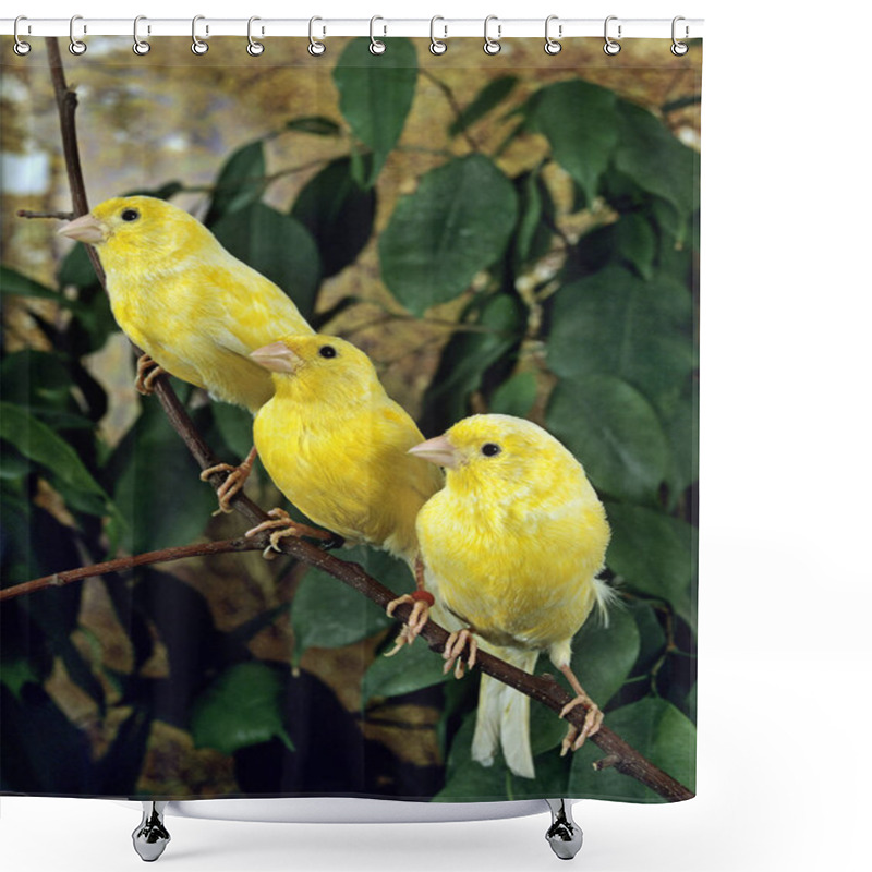 Personality  Yellow Canary, Serinus Canaria, Group Standing On Branch   Shower Curtains