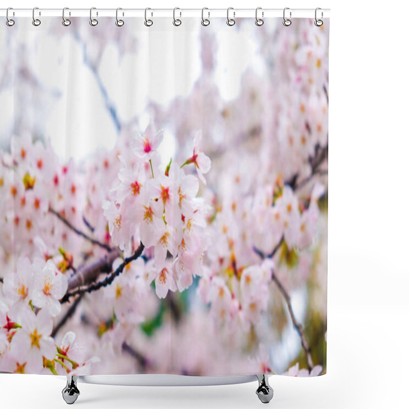 Personality  Spring Sakura Blossom Pink Flower Japanese Sign Shower Curtains