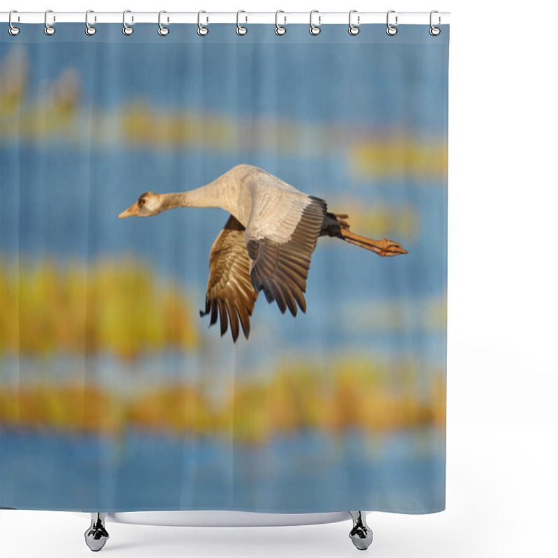 Personality  Common Crane, Grus Grus, Big Bird In The Nature Habitat, Lake Hornborga, Sweden. Wildlife Scene From Europe. Grey Crane With Long Neck.  Shower Curtains