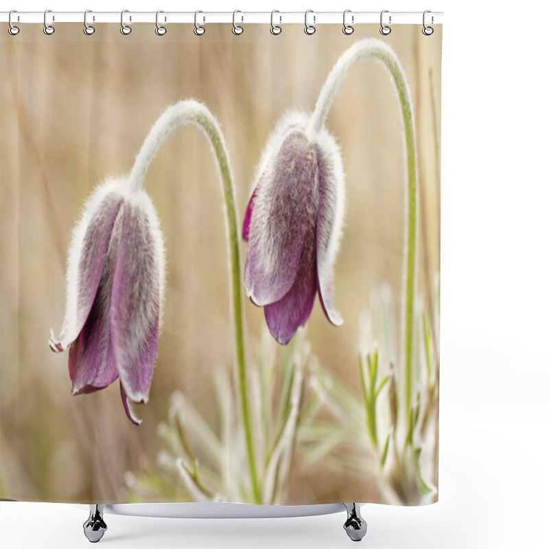 Personality  Purple Anemone Flowers Shower Curtains