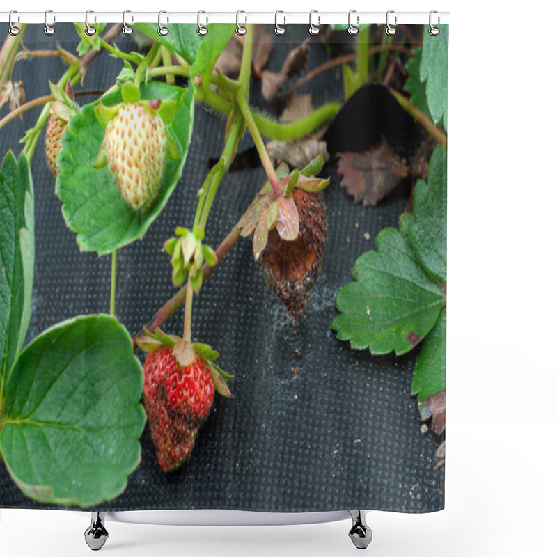 Personality  Anthracnose Disease Affecting A Ripe Strawberry Fruit Shower Curtains