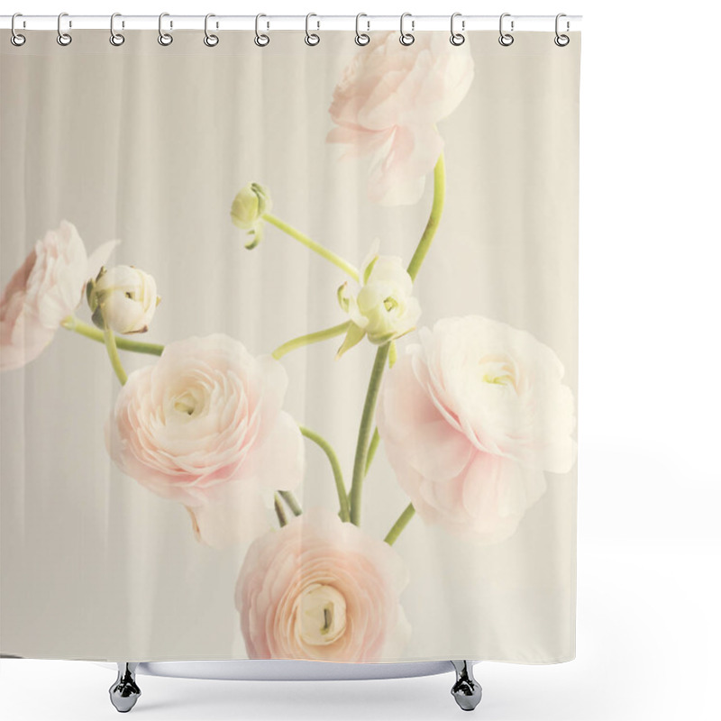 Personality  Pale Pink Ranunculus Flowers Over Clear Background Shower Curtains