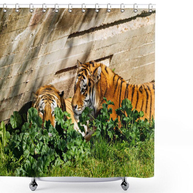 Personality  Siberian Tiger, A Carnivore, Hunts Deer And Wild Boar. Photographed In A Wildlife Sanctuary, Russia. Shower Curtains