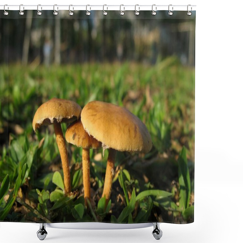 Personality  Tiny Mushroom Macro Shower Curtains