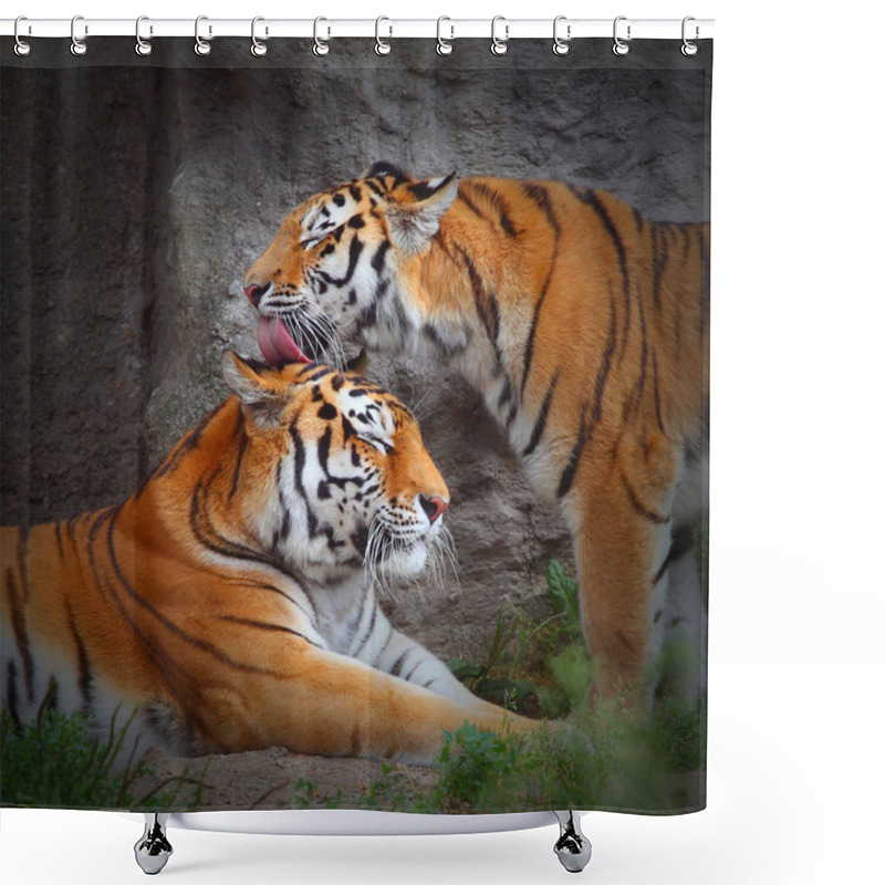 Personality  Tiger's Couple. Love In Nature. Shower Curtains