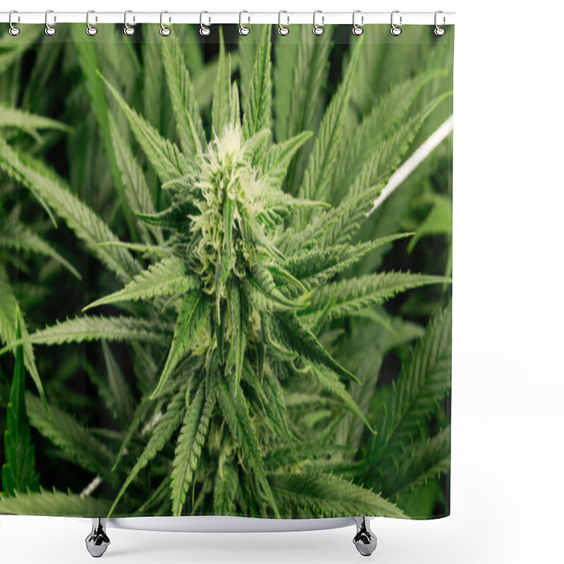 Personality  Marijuana Flower Buds.  Shower Curtains