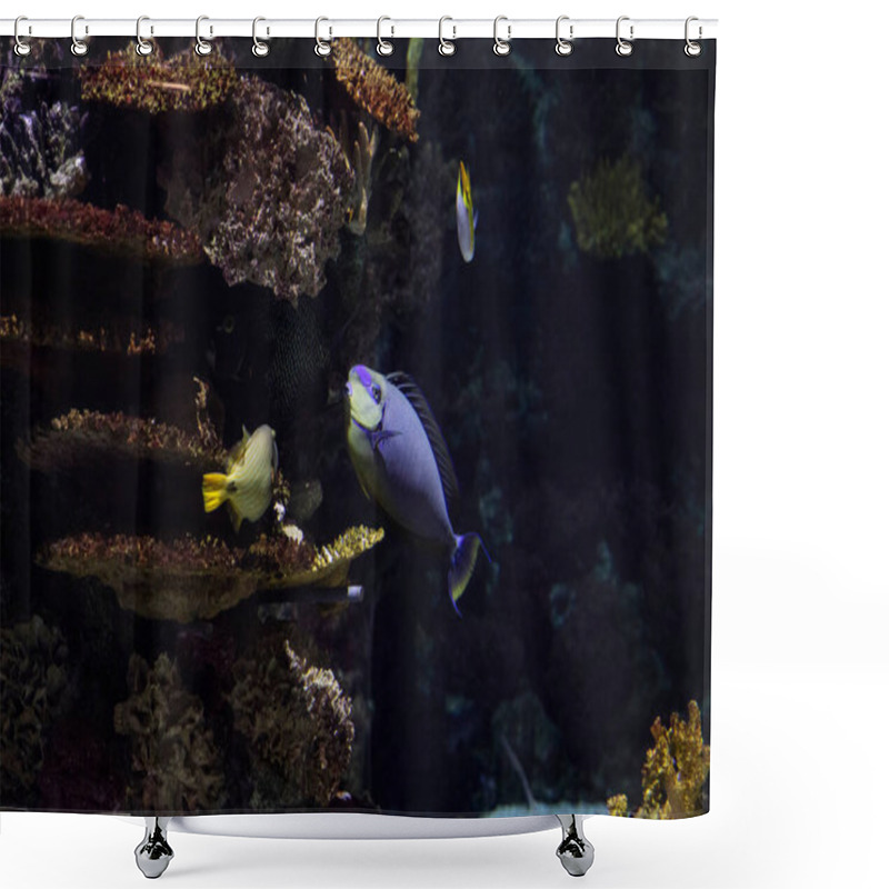 Personality  Exotic Fish And Marine Plants. Underwater Macro Photography Shower Curtains