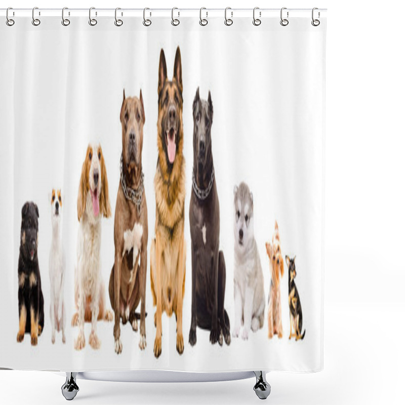 Personality  Group Of Dogs Of Different Breeds Sitting Isolated On White Background Shower Curtains