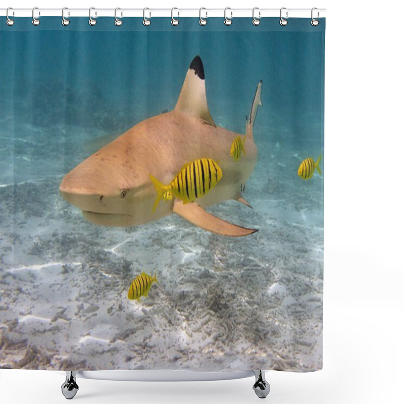 Personality  Black Tip Reef Shark Shower Curtains