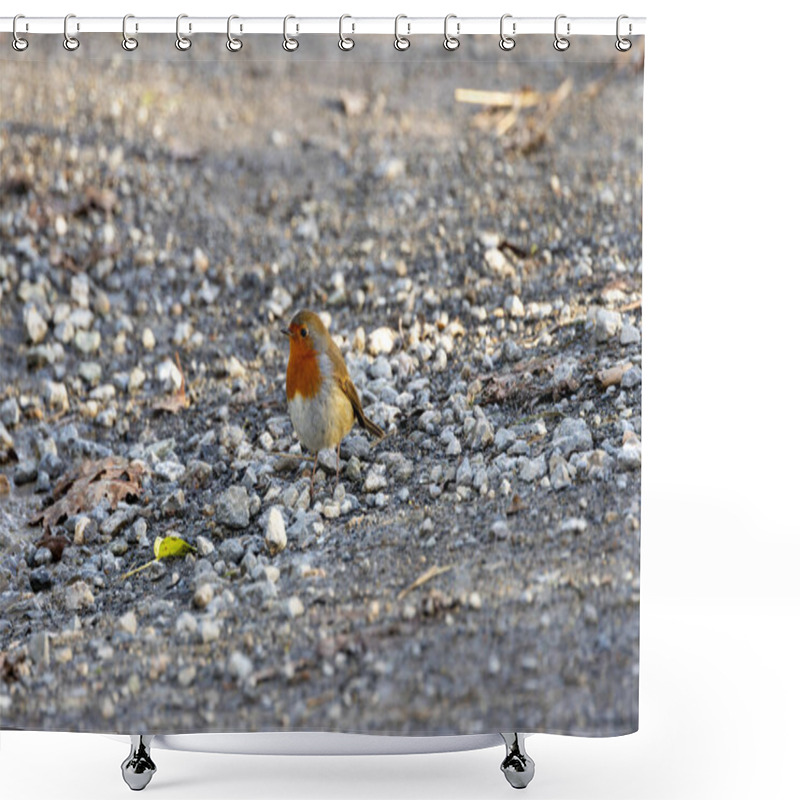 Personality  A European Robin, A Small Insectivorous Bird, Perched In The National Botanic Gardens, Dublin, Ireland. Shower Curtains