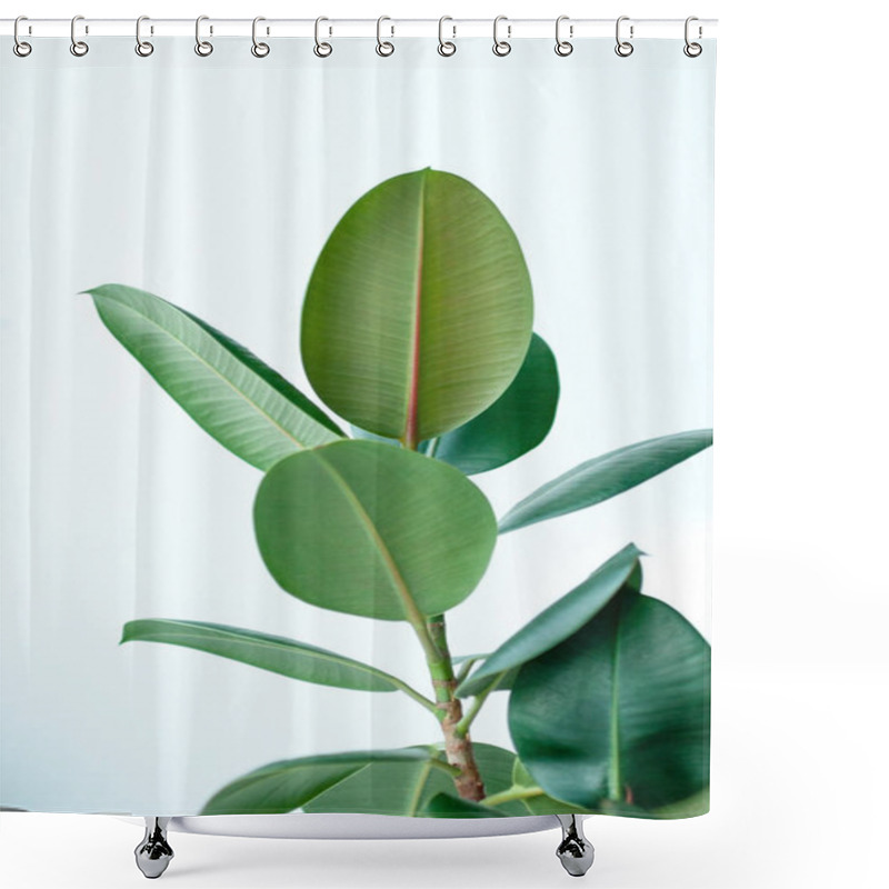 Personality  Close Up Of Ficus Elastica Plant On Light Background Shower Curtains