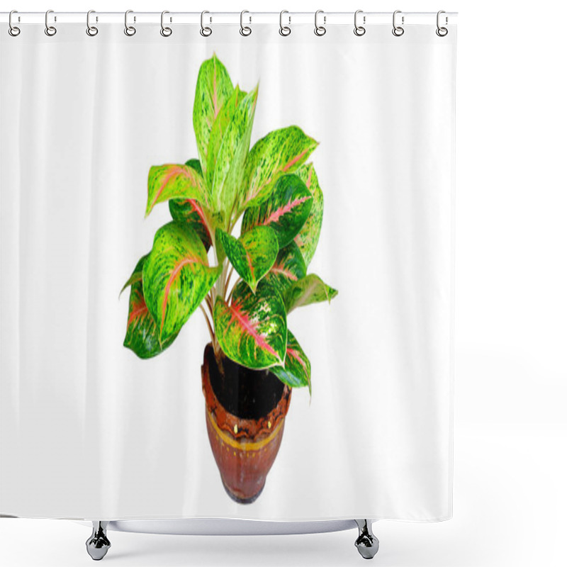 Personality  Aglaonema Plants In A Pot Isolated On White Background. Shower Curtains