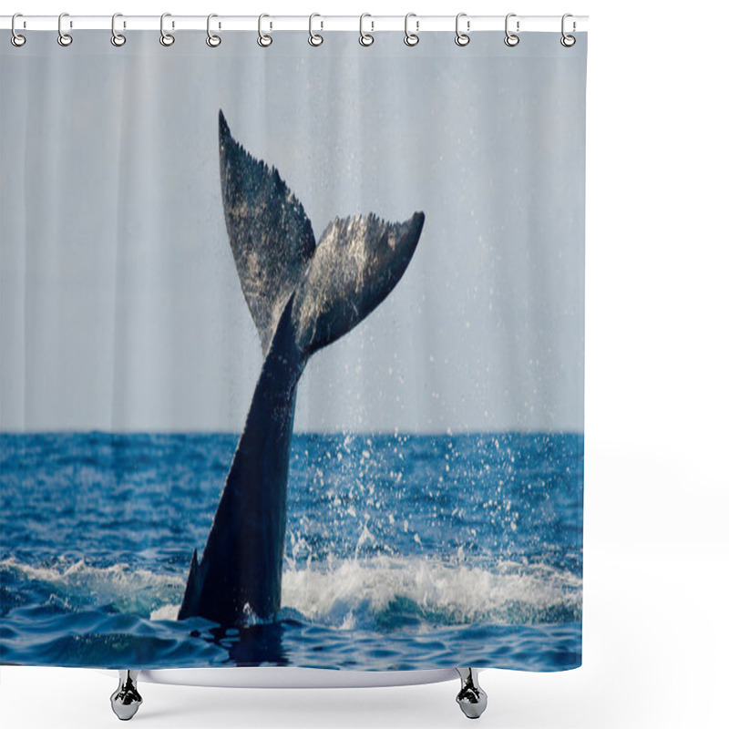 Personality  Whale Jumping In The Air Shower Curtains