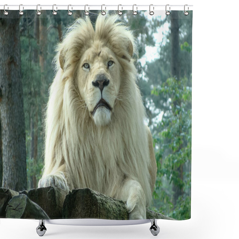 Personality  Albino White Male Lion With Big Fur Mane Lying Watchful On A Wooden Rooftop Shower Curtains