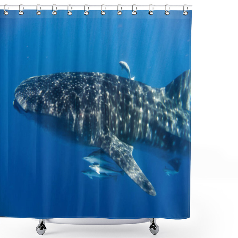 Personality  Whale Shark In The Indian Ocean Shower Curtains