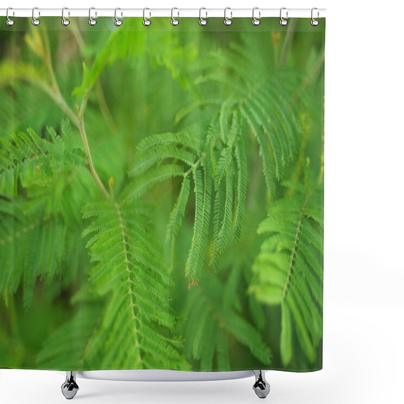 Personality  Green Leaves (green Branches Of The Bush, Tree), Green Fern Leaves Shower Curtains