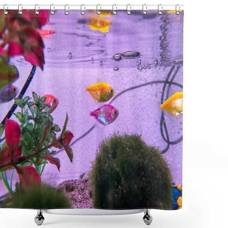 Personality  Indoor Aquarium With Various Fish And Plants, Featuring A Prominent Pink, White, Yellow Patterned Fish The Clear Blue-green Water Is Decorated With Red, Green Leaves, Coral Or Driftwood, And Lit Fro Shower Curtains