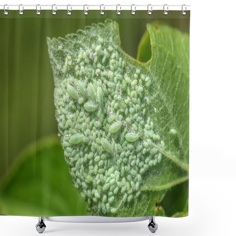 Personality  Louse Shower Curtains