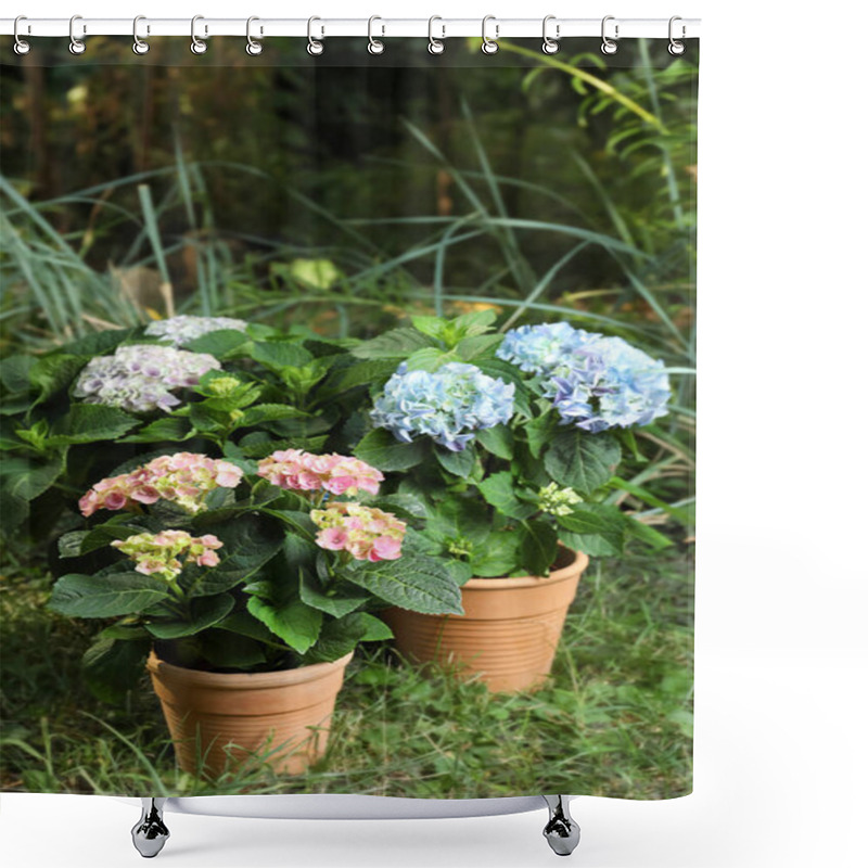 Personality  Beautiful Blooming Hortensia Plants In Pots Outdoors Shower Curtains