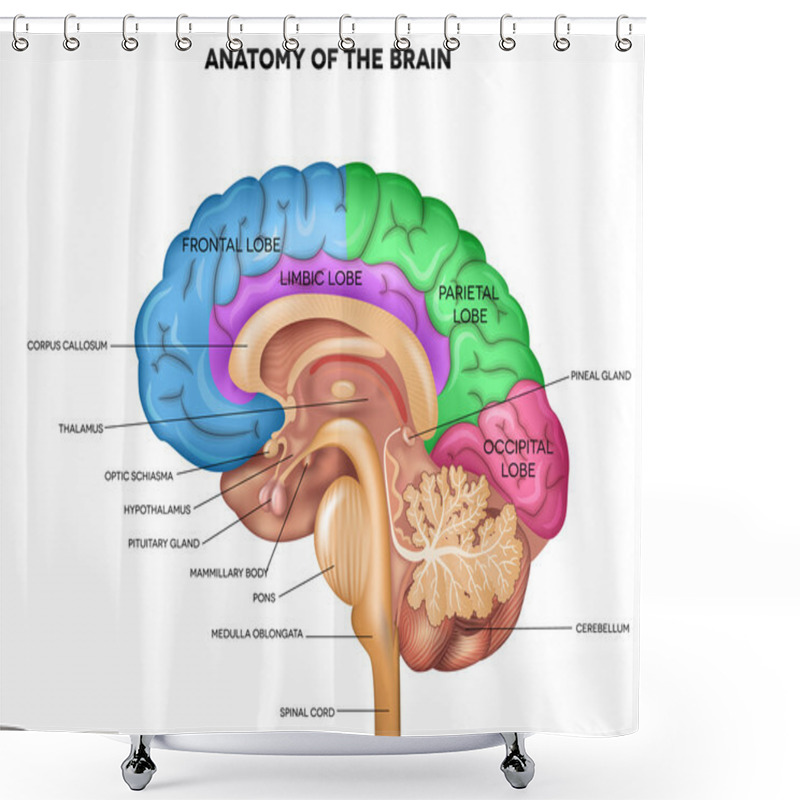 Personality  Human Brain Anatomy  Shower Curtains