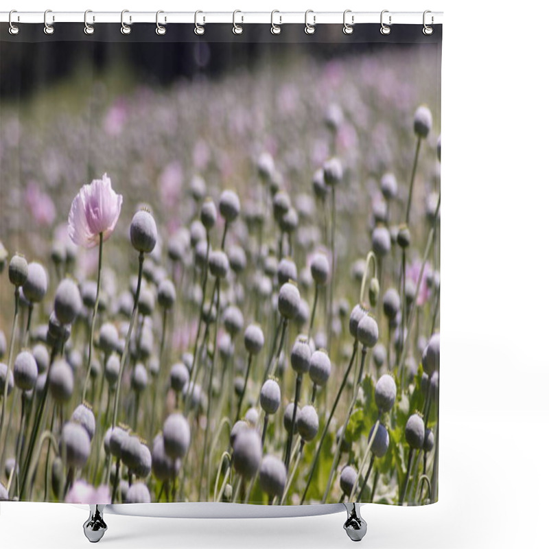 Personality  Summer Flower, Poppy Flower Petals, Flora  Shower Curtains