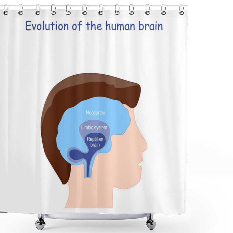 Personality  Evolution Of The Human Brain. From Reptilian Brain To Limbic System And Neocortex. Human's Head And Brain. Vector Illustration Shower Curtains