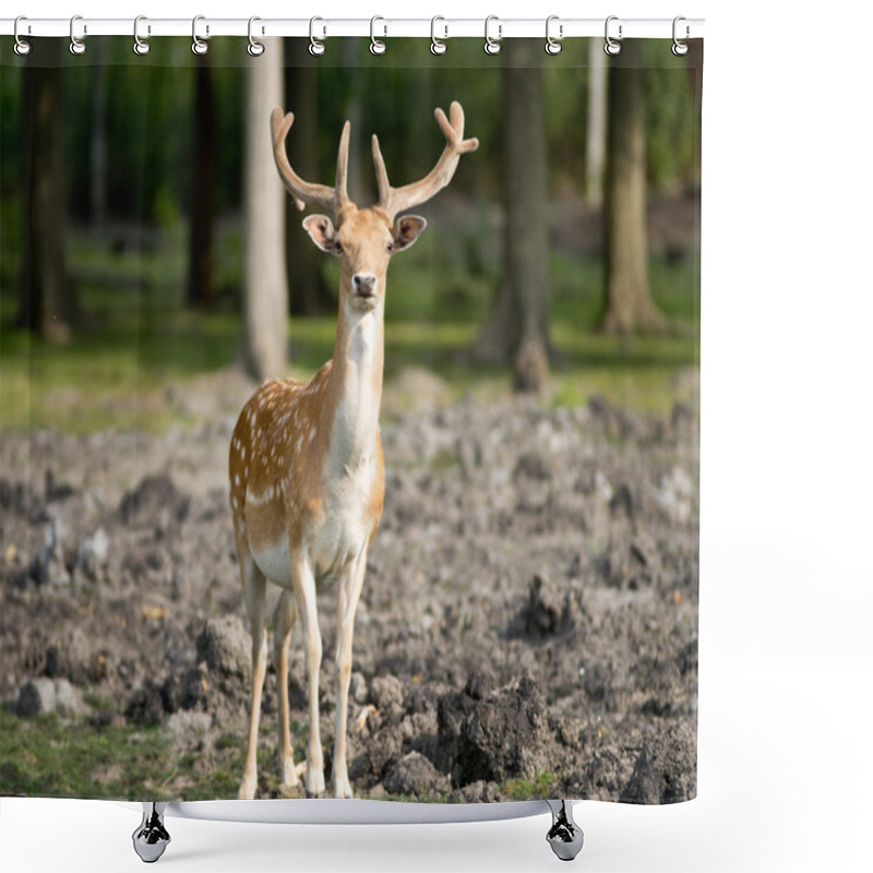 Personality  Fallow Deer Shower Curtains