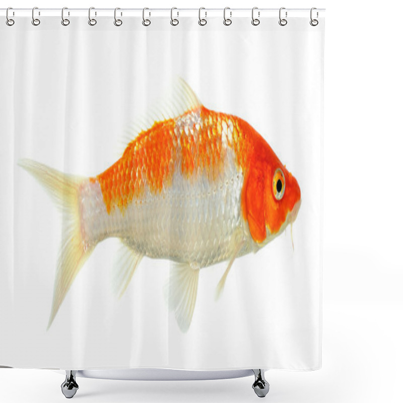 Personality  Koi Fish Isolated On The White Background Shower Curtains