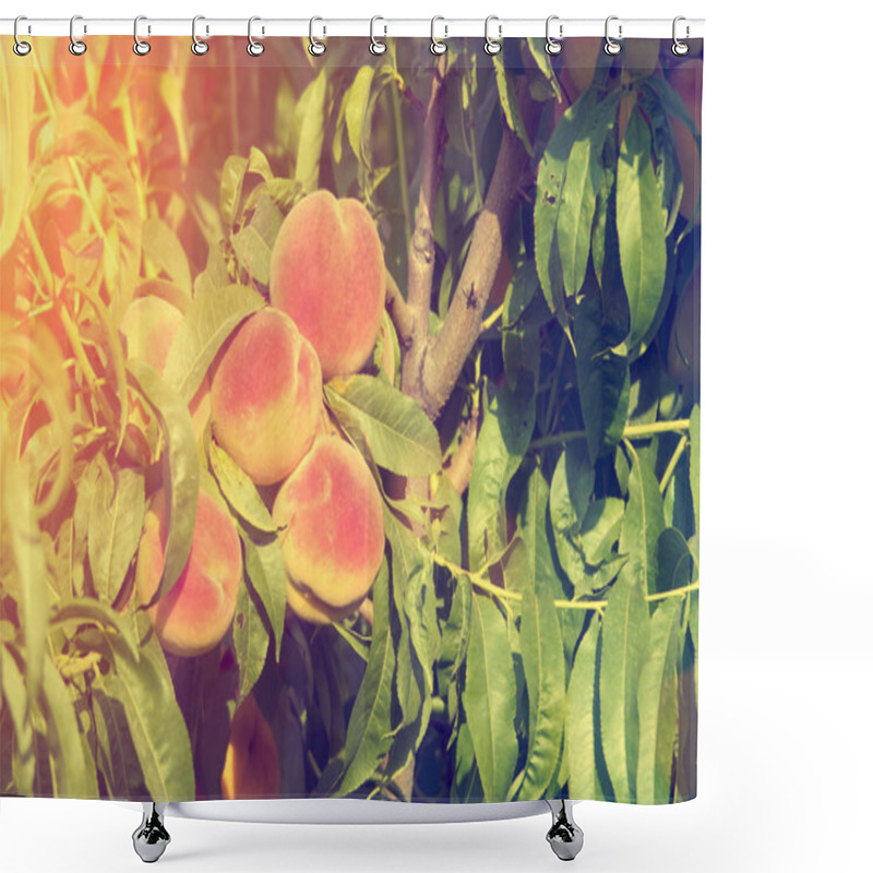 Personality  Green Peach Tree Shower Curtains