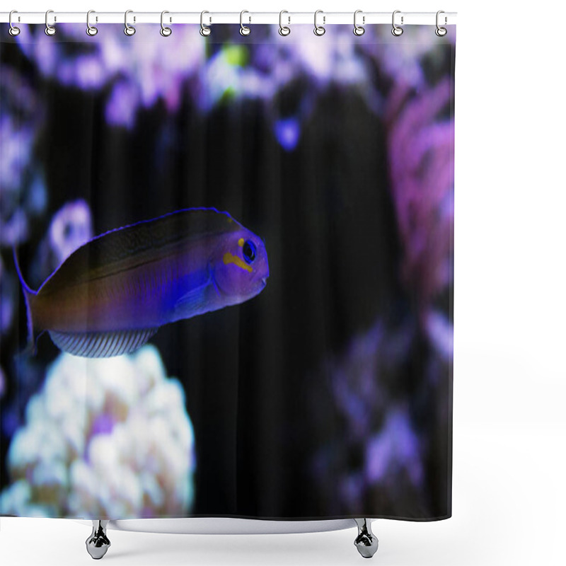 Personality  Midas Blenny - (Ecsenius Midas) Shower Curtains