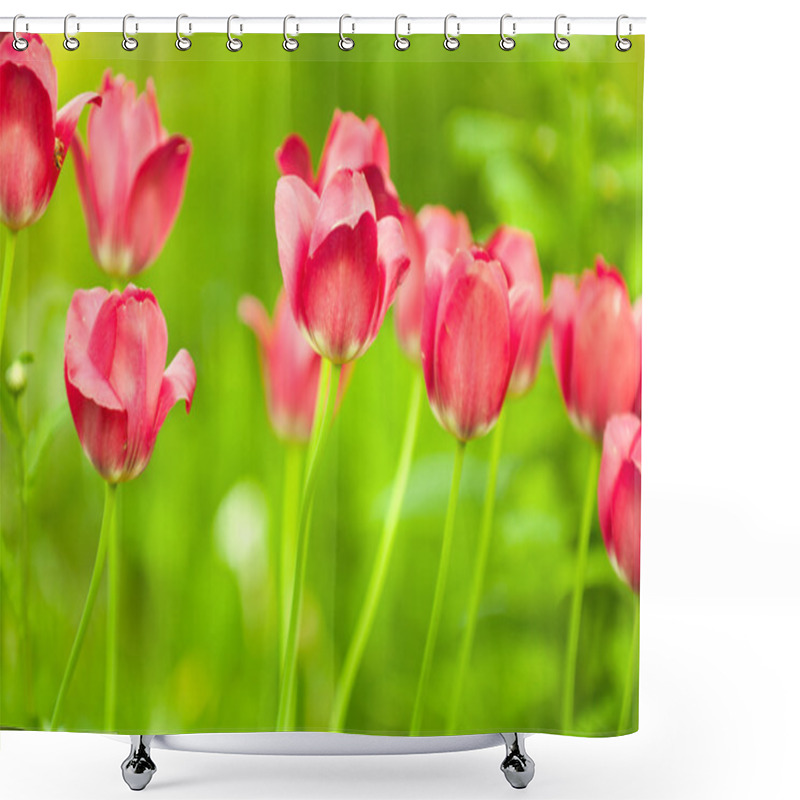 Personality  Beautiful Red Tulips On Flower Bed In The Garden In Spring Shower Curtains