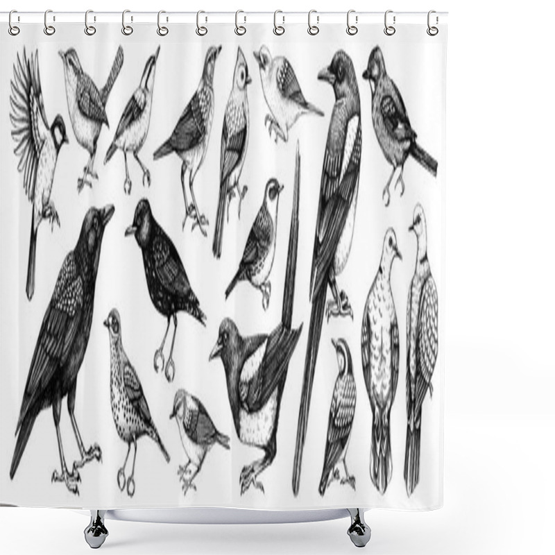 Personality  Birds Vector Sketches. Magpie, Dove, Sparrow, Great Tit, Raven - Backyard Birds Isolated On White Background. Hand Drawn Wildlife Illustrations. NOT AI Generated Shower Curtains