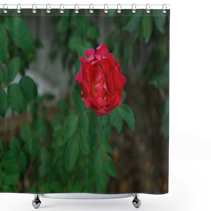 Personality  A Full Frame Shot Of A Red Rose Blooming In A Garden, Surrounded By Green Leaves And Natural Elements. The Central Flower Is Sharply In Focus, While The Background Features A Gentle Bokeh Effect Shower Curtains